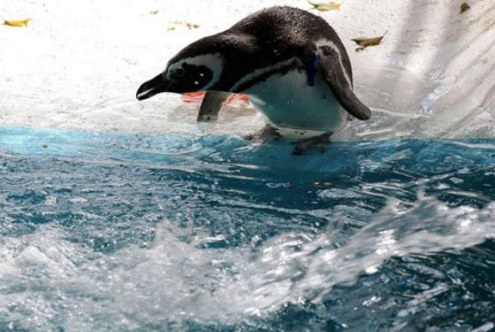Mezun olan Penguenler 11