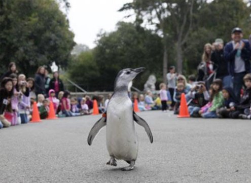 Mezun olan Penguenler 2