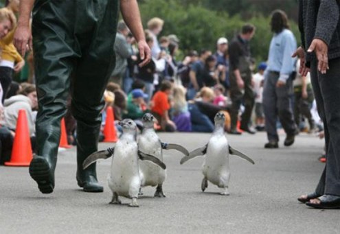 Mezun olan Penguenler 3