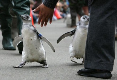 Mezun olan Penguenler 4