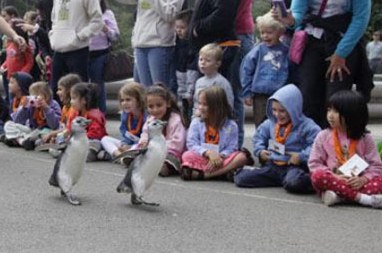 Mezun olan Penguenler 5