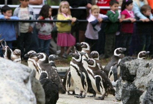 Mezun olan Penguenler 6