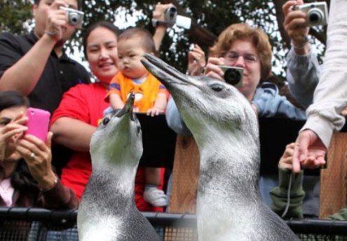 Mezun olan Penguenler 7