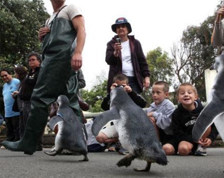 Mezun olan Penguenler 8