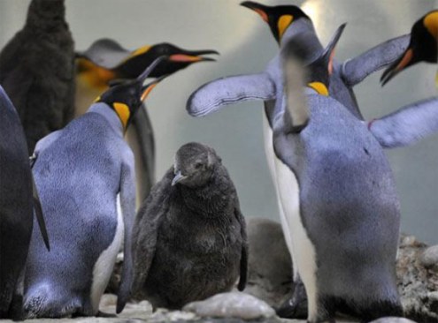 Mezun olan Penguenler 9