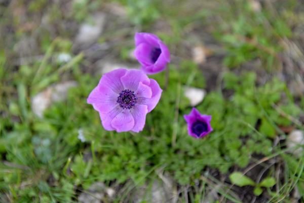 Baharın habercisi Anemonlar yaratıldı 11