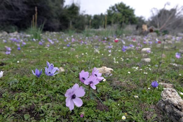 Baharın habercisi Anemonlar yaratıldı 12