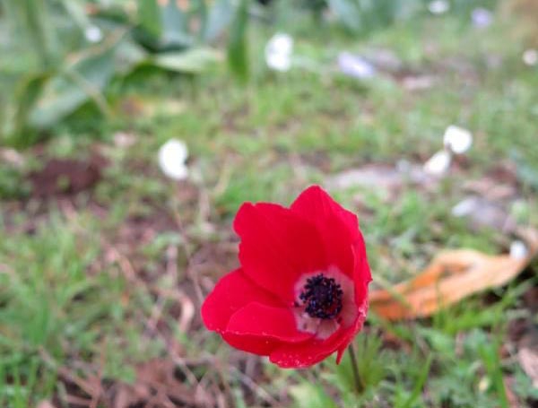 Baharın habercisi Anemonlar yaratıldı 8