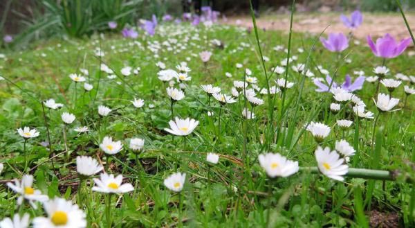 Baharın habercisi Anemonlar yaratıldı 9
