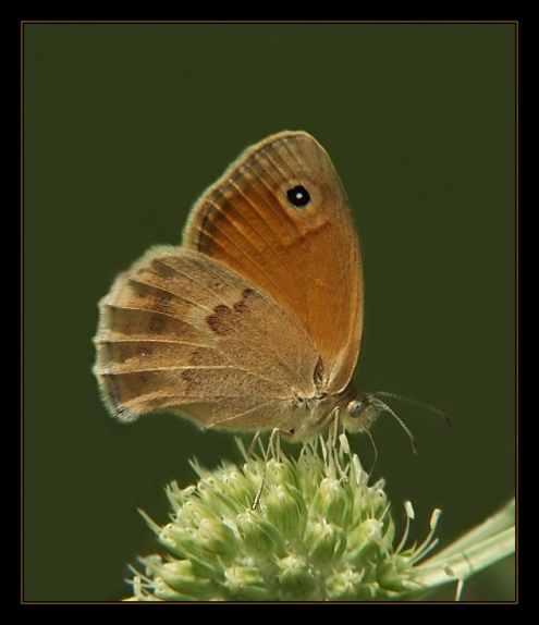Sanatlı Kelebekler 13