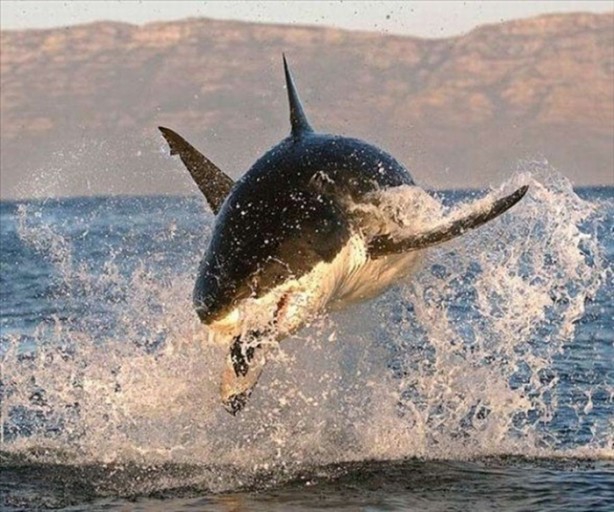 Bu fotoğraflar tamamen gerçek! 17