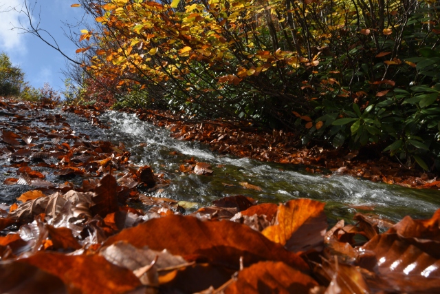 Doğu Karadeniz sonbaharda da cezbediyor 10