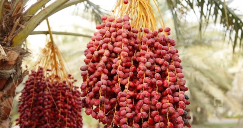 Hurma yemek için 10 önemli sebep 6