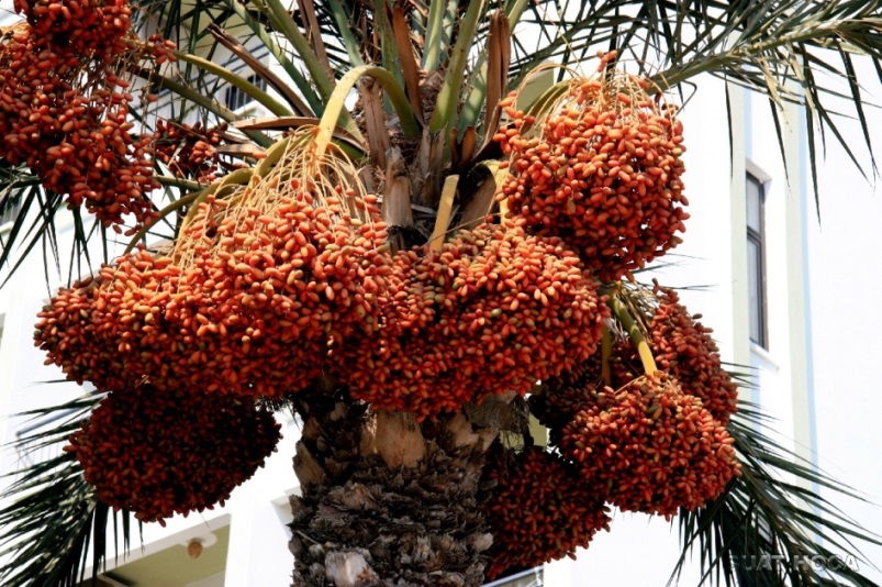 Hurma yemek için 10 önemli sebep 9