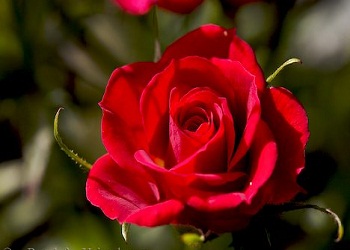 Cimrilik ve kötü ahlak mü'minde bulunmaz