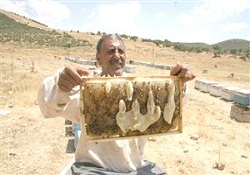 Arılar bal peteğine 'Allah' yazdı