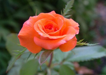 İçerisinde Allah zikredilen ve edilmeyen ev