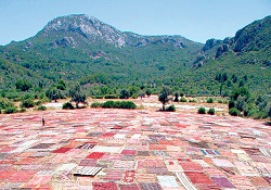 Bu da halı tarlası
