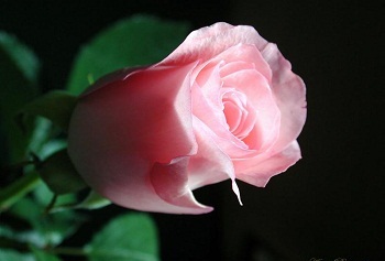 Elinin emeğinden hayırlı taamı yememiştir