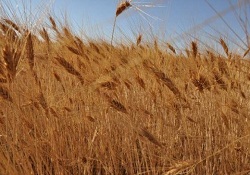 Rusya bu yıl rekor hasat bekliyor