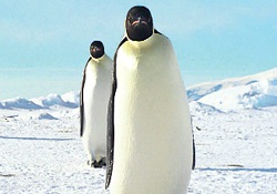 500 penguen neden öldü?