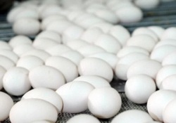 Yumurta alerjisine 'yumurtalı tedavi'