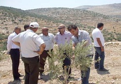 Filistinlilere zeytin yetiştiriciliği eğitimi