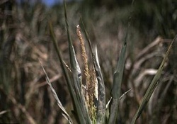 Kurak yaz Rusya'ya 1,5 milyar dolara mal oldu