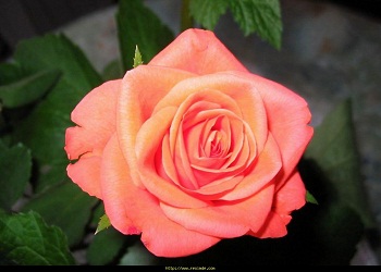 Dünyada iken oruç tutmuş olanlar nerededir?