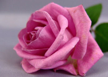 Her şeyin zekâtı var, bedeninki de oruçtur