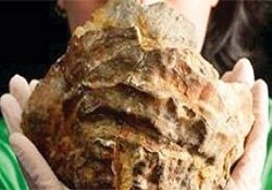100 milyon yıllık dev istridye