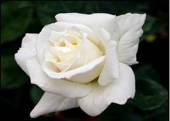 Oruç tutunuz, sağlıklı olursunuz