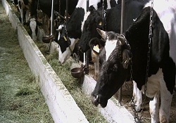 Çiftçinin elinde 60 milyar liralık canlı hayvan var