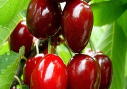 Kiraz'ın ömrünü uzattık