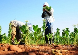 Tarlaları zarar gören çiftçilere müjdeli haber