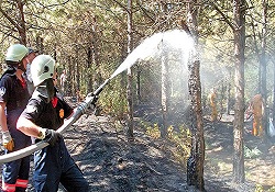 6 ildeki orman yangınında 700 hektar alan kül oldu