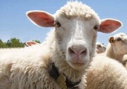 Küçükbaş hayvanlara 34 milyon avroluk kimlik
