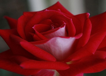 Dört şey yapan kişi orucu gayet rahat tutar