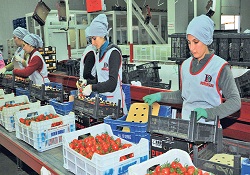 Tarım ihracatında desteği üretici alacak