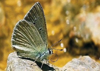 Aranan kelebek, yüzünü gösterdi
