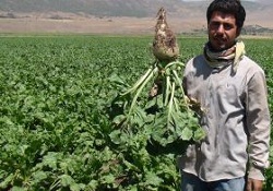 Bitlis'teki şeker pancarı üreticileri bu yılki