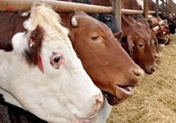 Samanda 'ithalat' söylentisi bile 12 kuruşluk düşüşe yol açtı