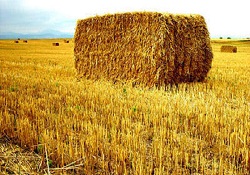 Ete ve süte zam geliyor!