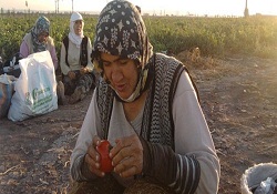 Mevsimlik işçiler için bayram buruk geçecek