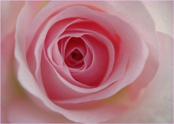 Resulullahı oruçta misvak kullanırken gördüm