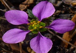 'Alerjik problemi olanlar evde çiçek yetiştirmesin'