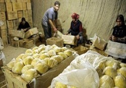 Limon karaborsa oldu, fiyatı rekor kırdı