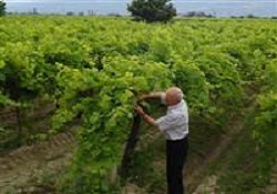 Patronların yeni gözdesi tarım