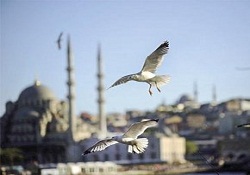 İstanbul'da 'kuş' araştırması!