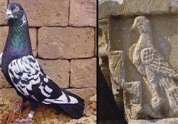 Denizlililere koruma